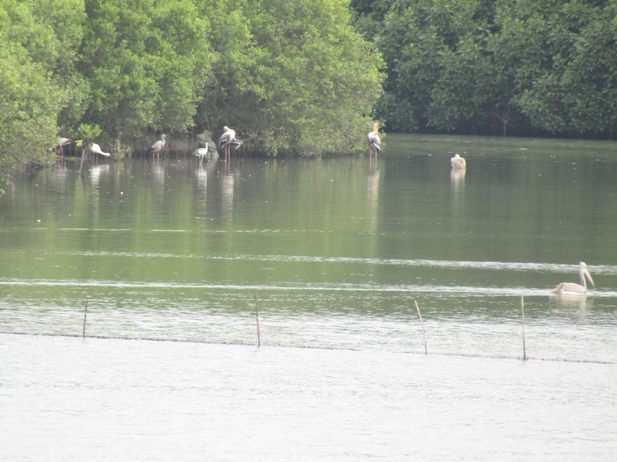 Painted Stork - ML610418488