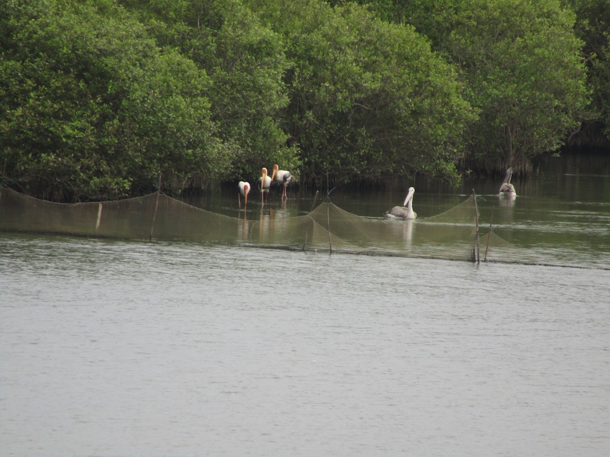 Spot-billed Pelican - ML610418492