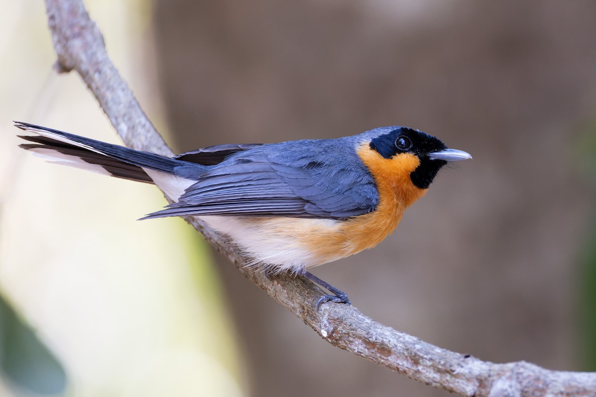Australian Spectacled Monarch - Steve Popple