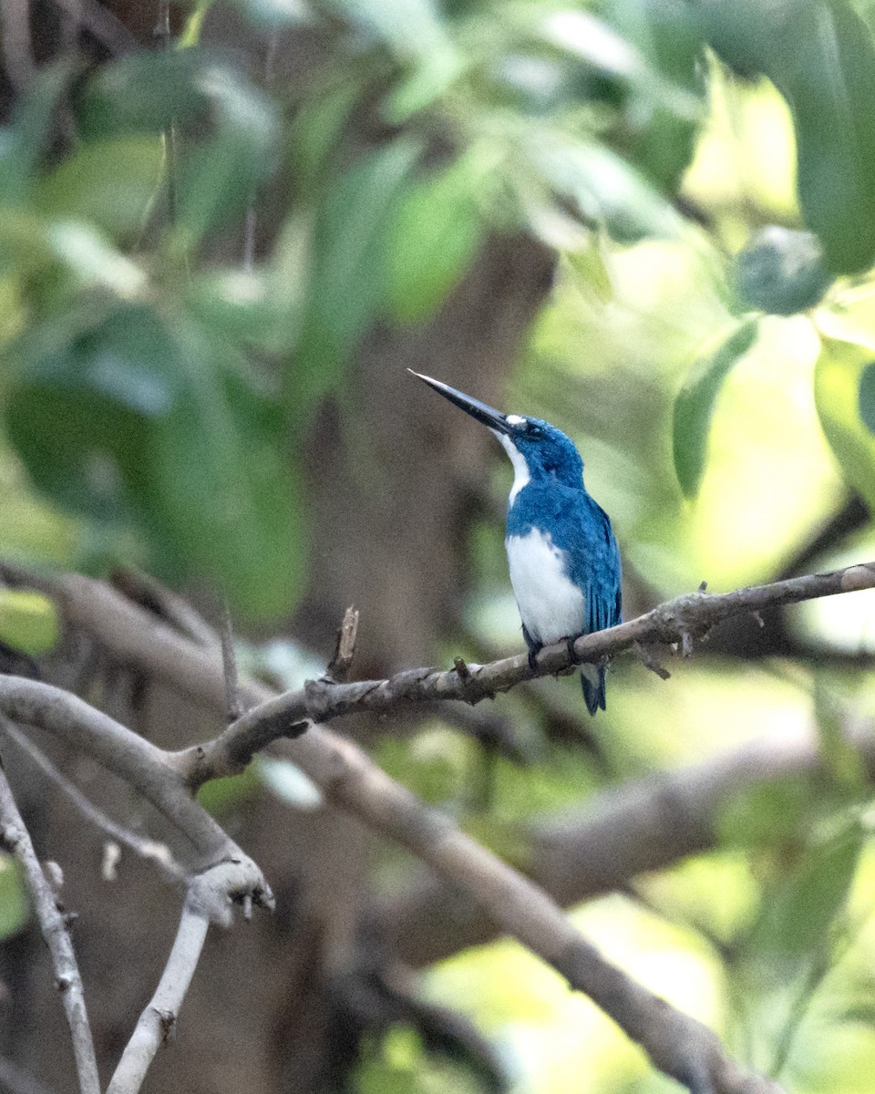 Small Blue Kingfisher - ML610418596