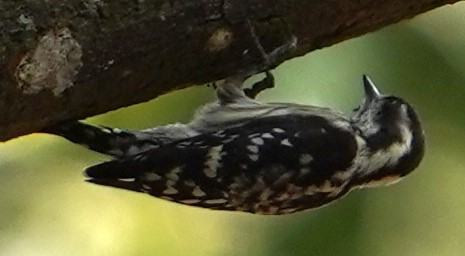 Brown-capped Pygmy Woodpecker - Srinivas Daripineni