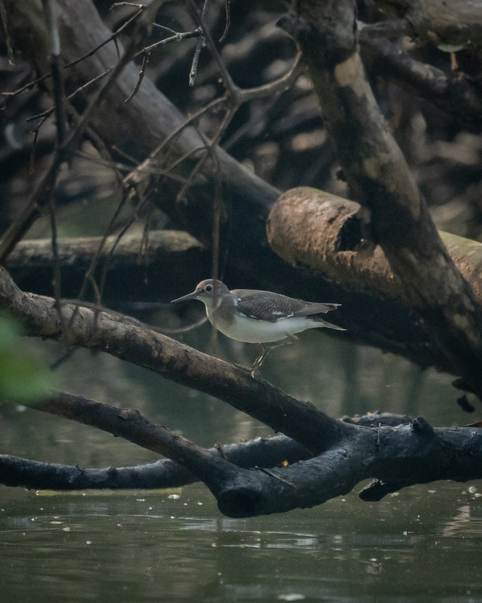 Common Sandpiper - ML610418637