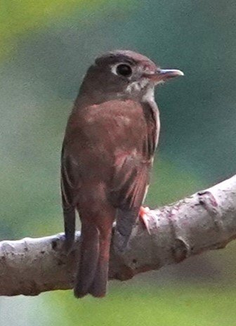 Brown-breasted Flycatcher - Srinivas Daripineni
