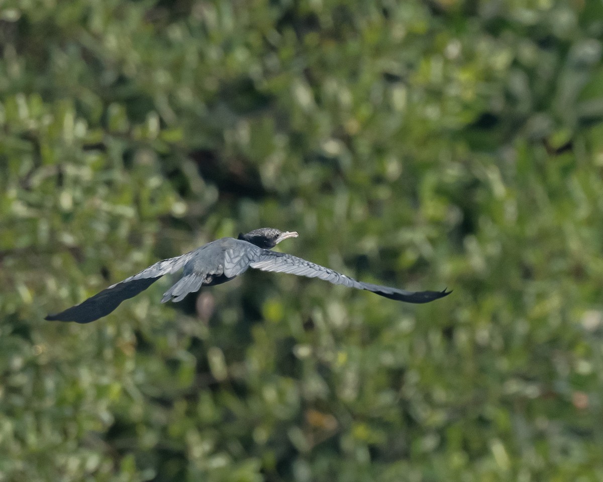 Little Black Cormorant - ML610418659