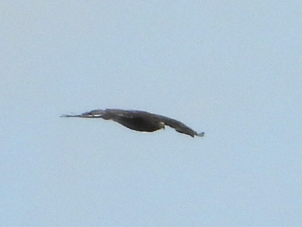 Buteo, unbestimmt - ML610418670