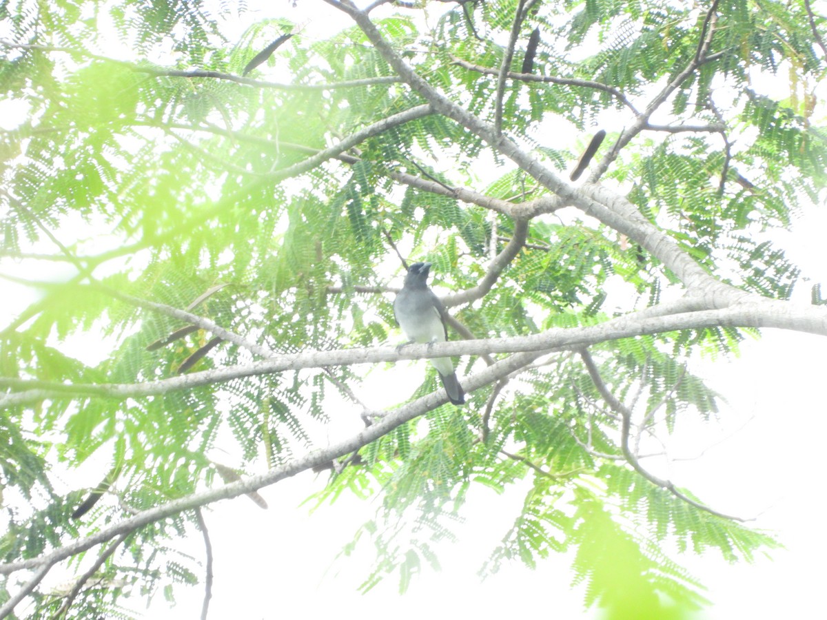 Moluccan Cuckooshrike - ML610418725