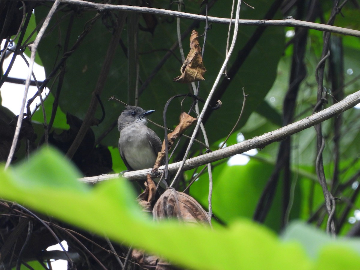Drab Whistler (Halmahera) - Marcie  Jacklin