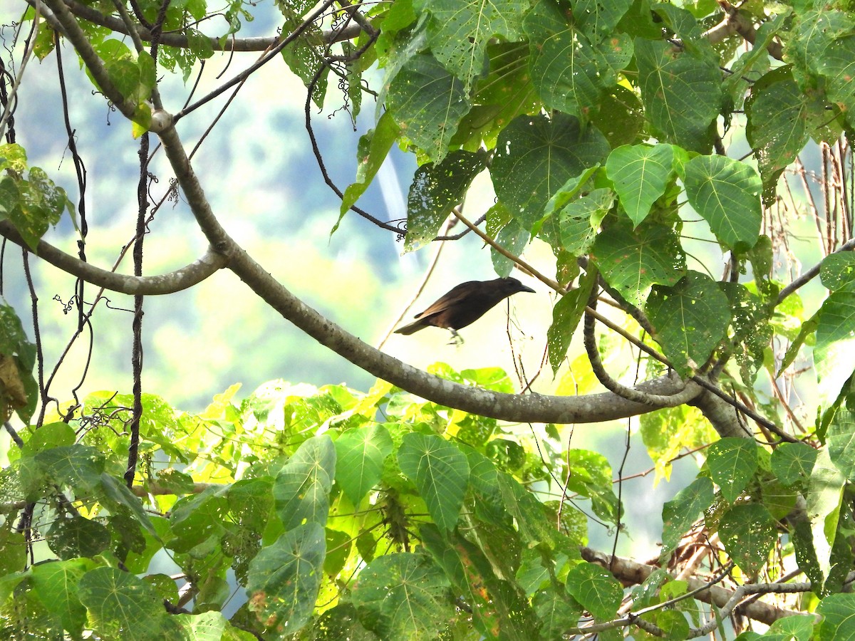 Halmahera Oriole - ML610418736