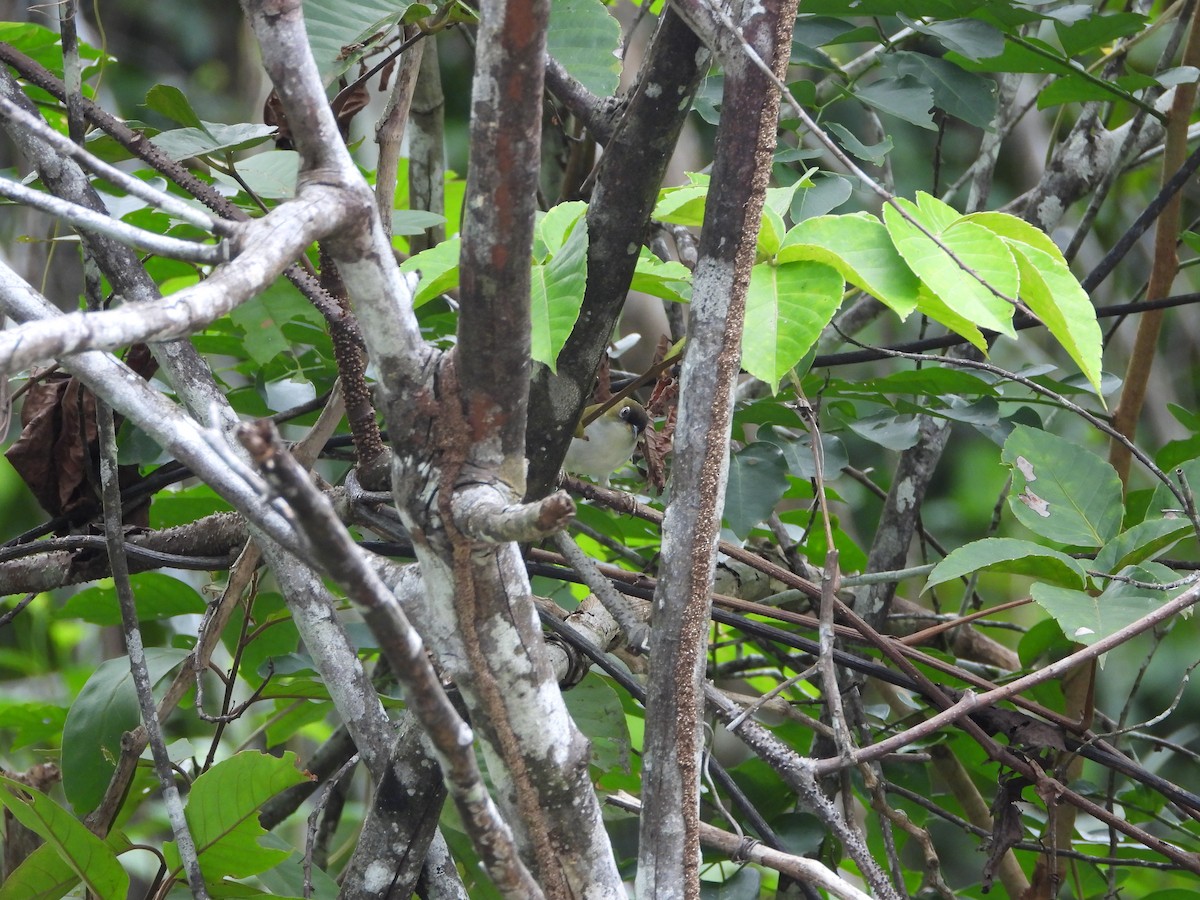 Cream-throated White-eye (Halmahera) - Marcie  Jacklin