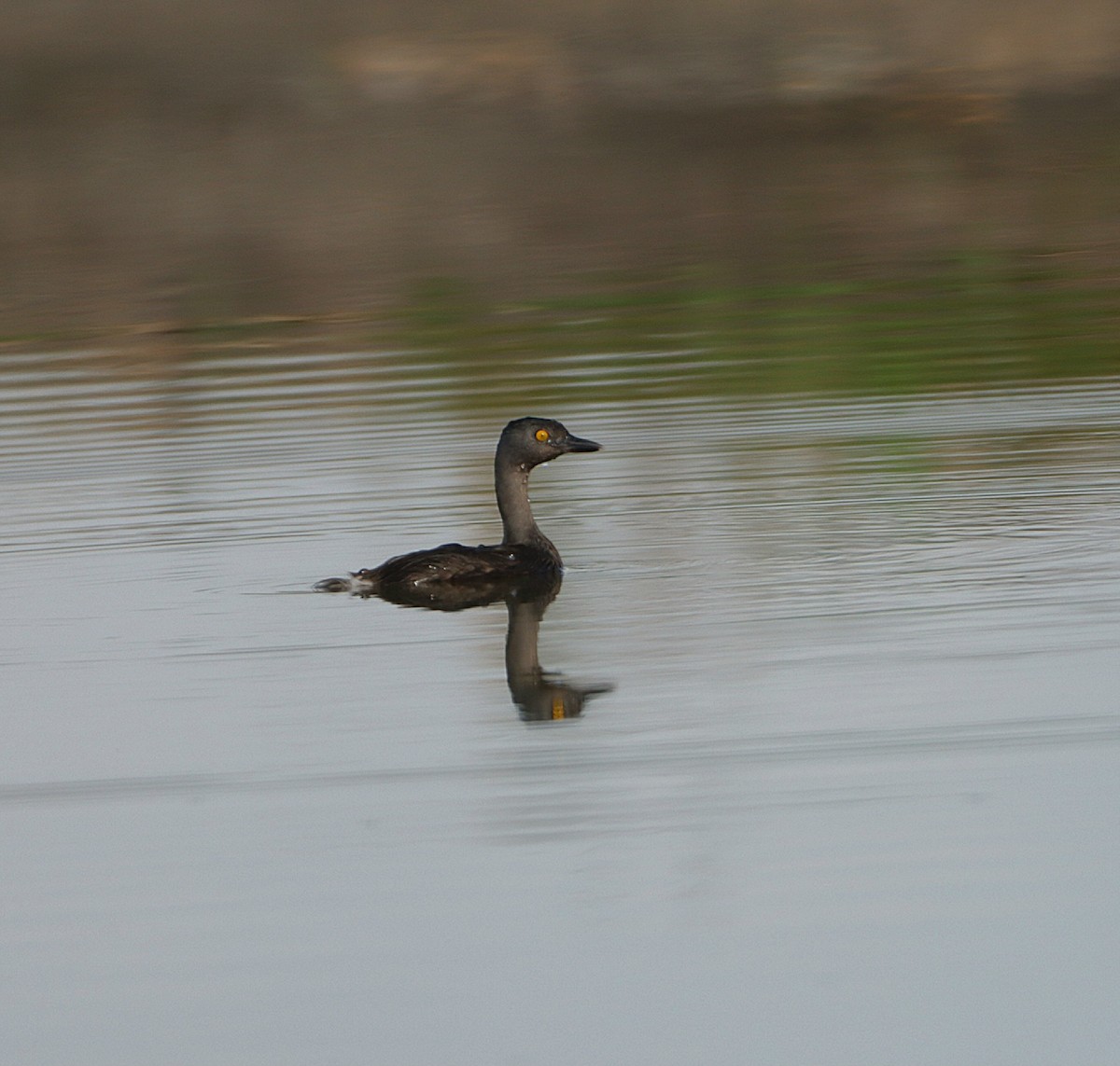 Least Grebe - ML610418817