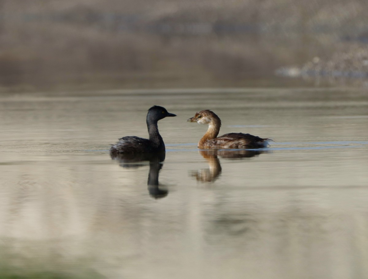 Least Grebe - ML610418818