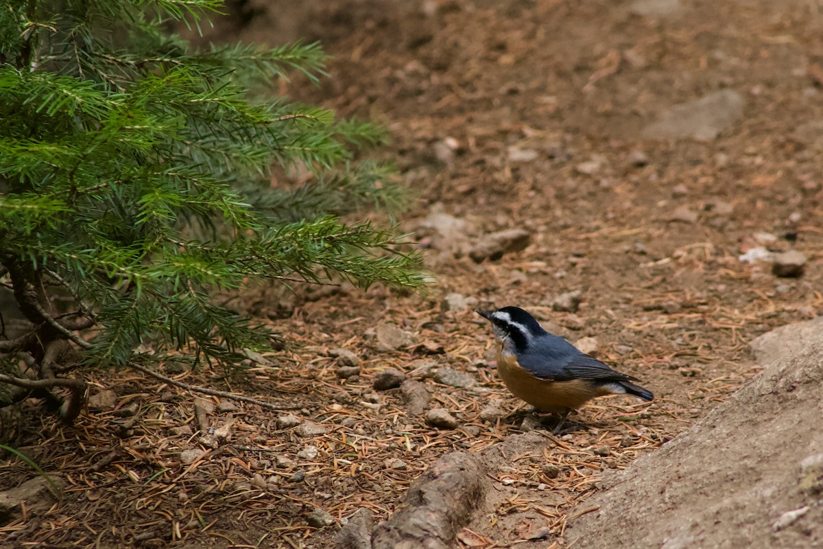 Red-breasted Nuthatch - ML610418885
