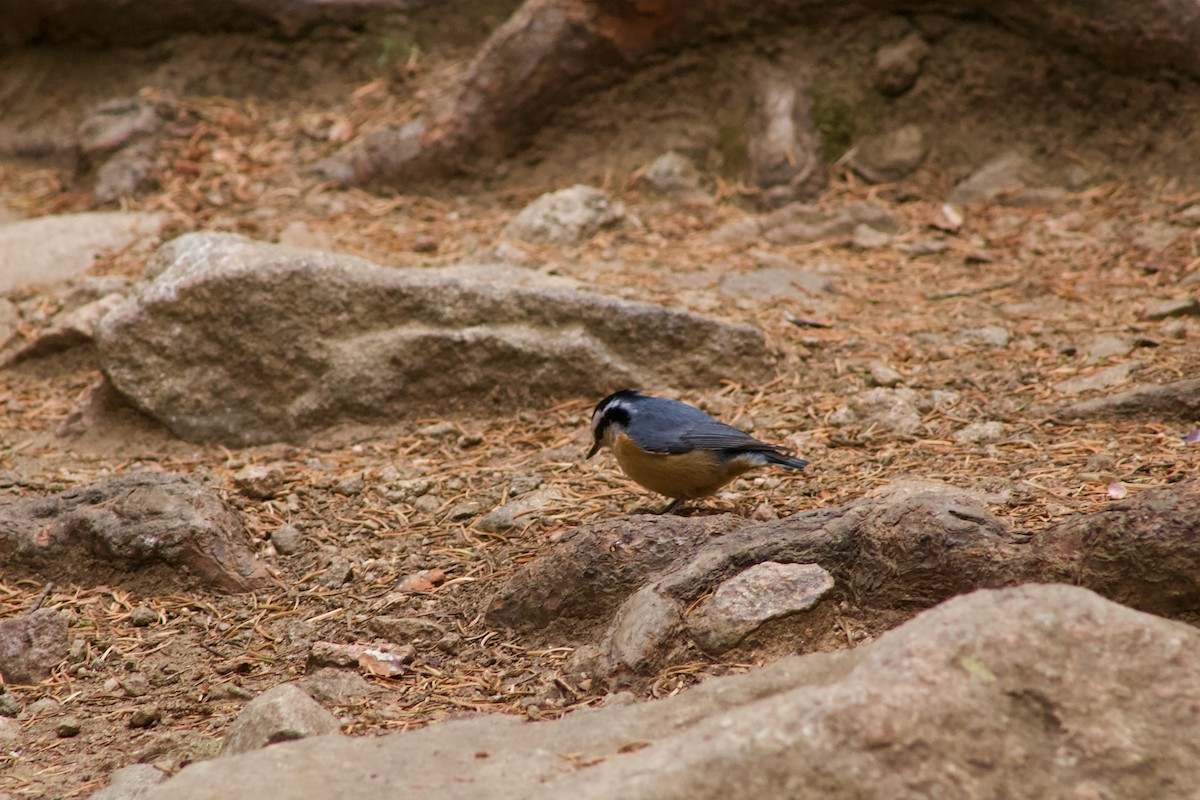 Red-breasted Nuthatch - ML610418886
