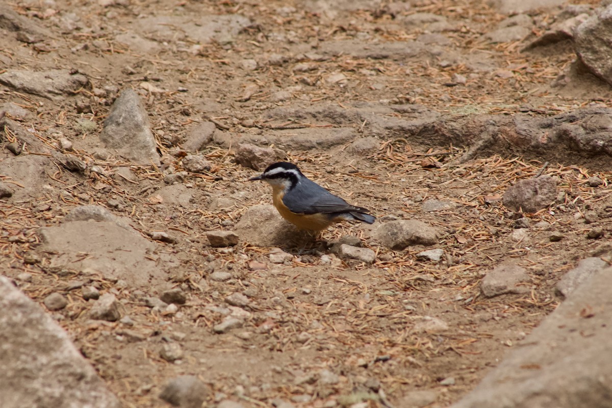 Red-breasted Nuthatch - ML610418887