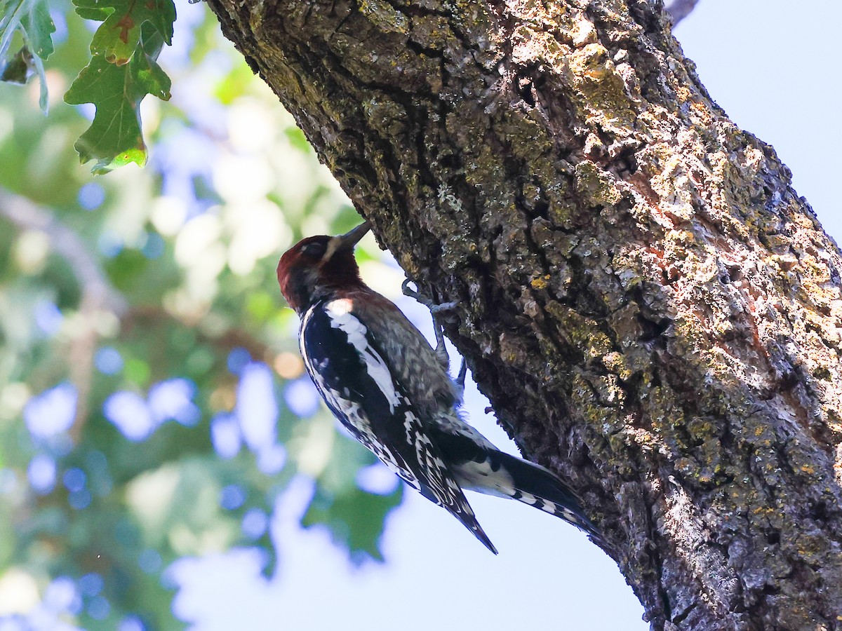 Red-breasted Sapsucker - ML610418895