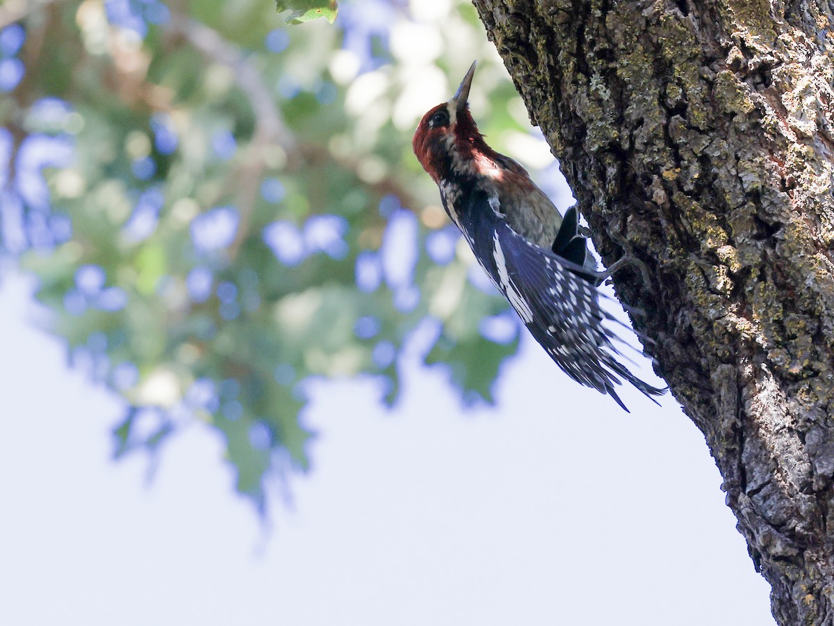 Red-breasted Sapsucker - ML610418896