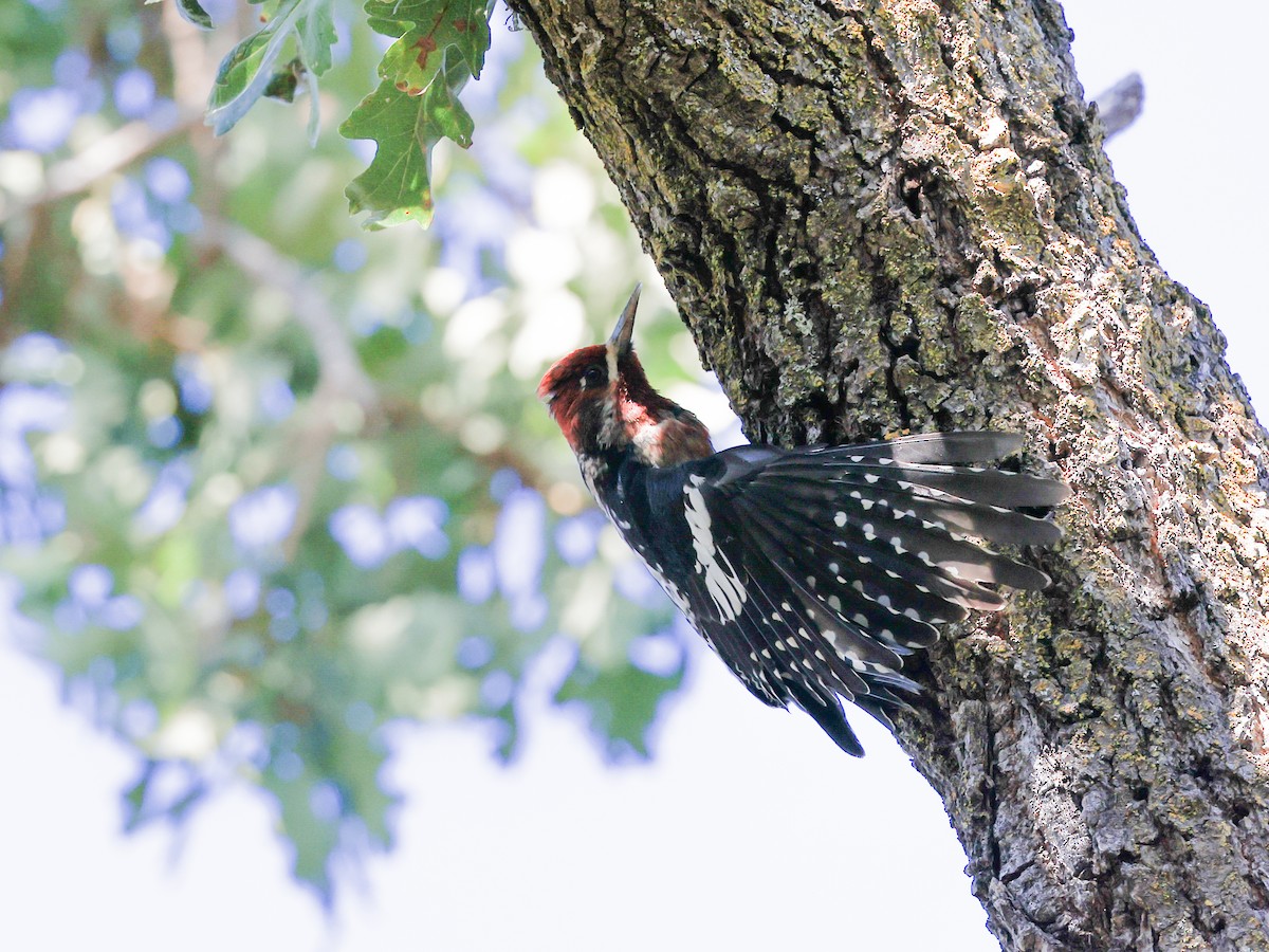 Red-breasted Sapsucker - ML610418898