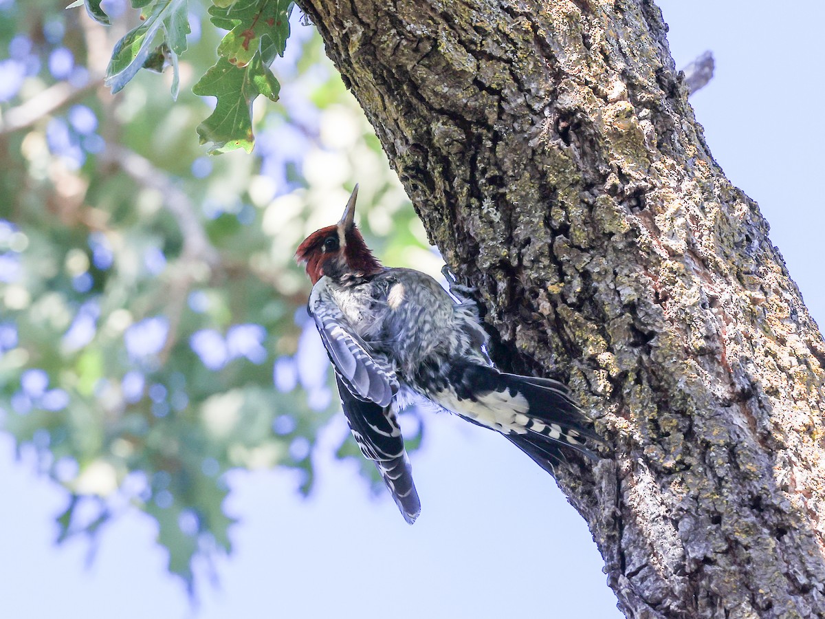 Red-breasted Sapsucker - ML610418899