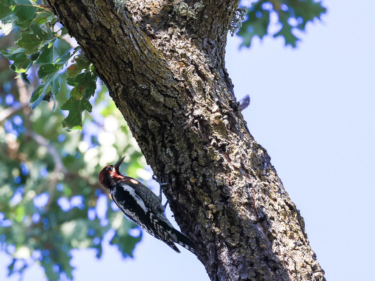 Red-breasted Sapsucker - ML610418900