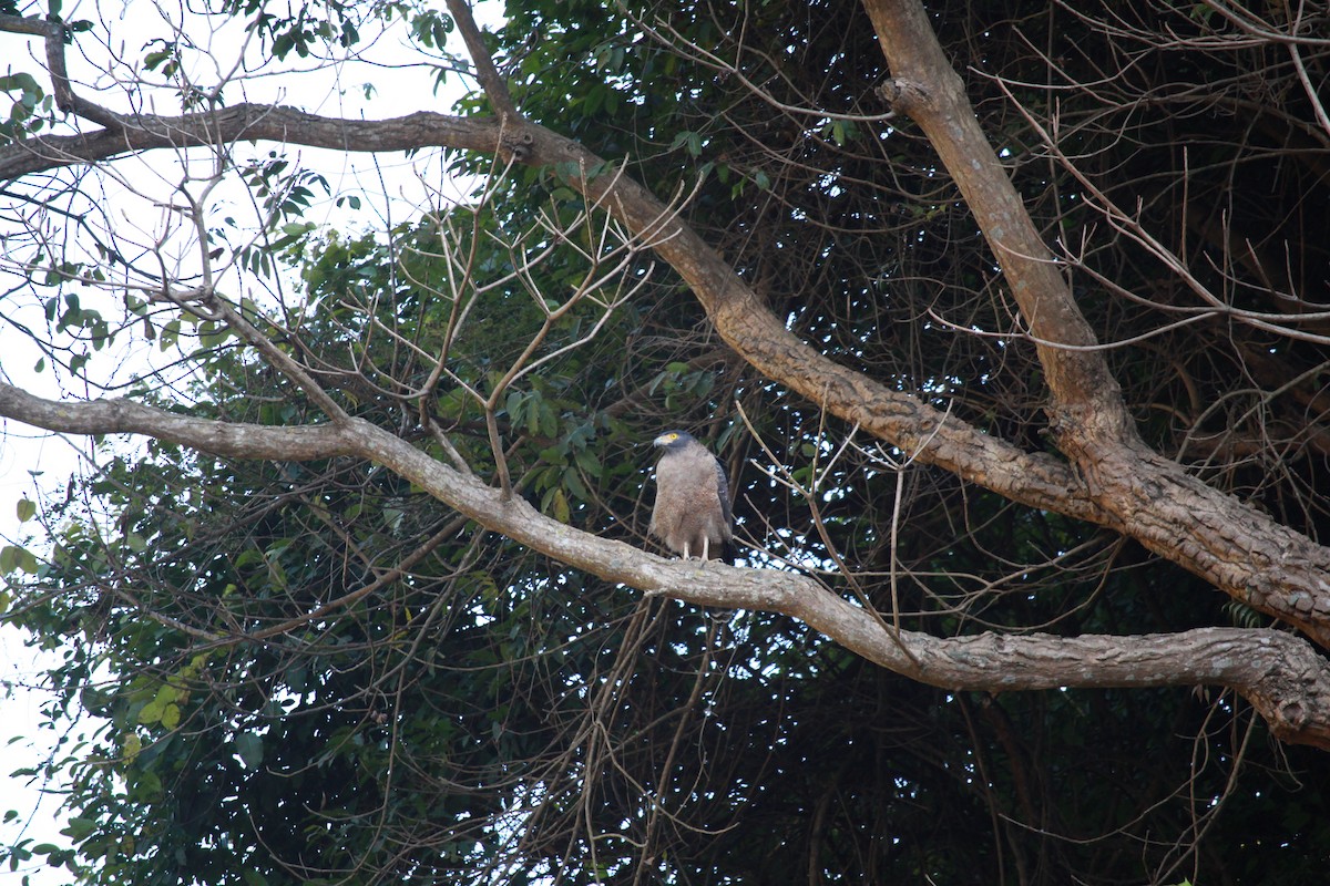 Crested Serpent-Eagle - ML610419030