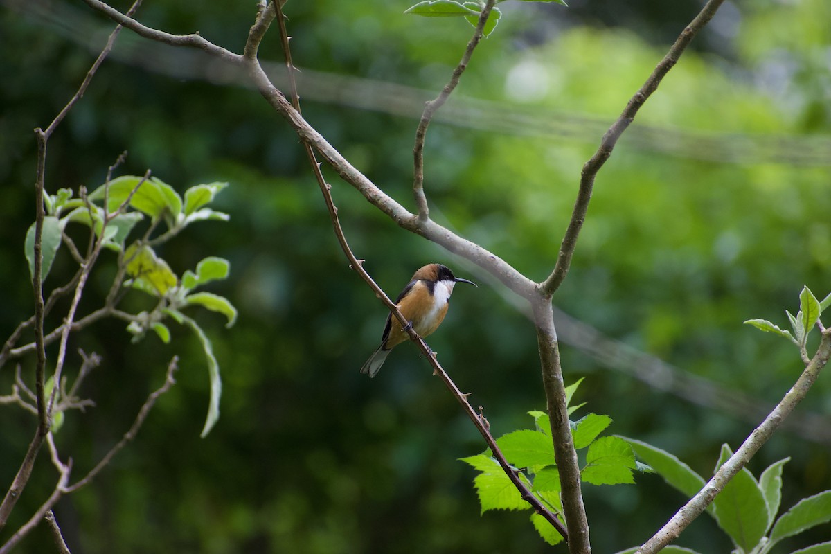 Eastern Spinebill - Lance Rathbone