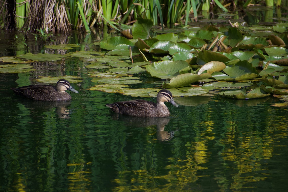 Pacific Black Duck - ML610419280