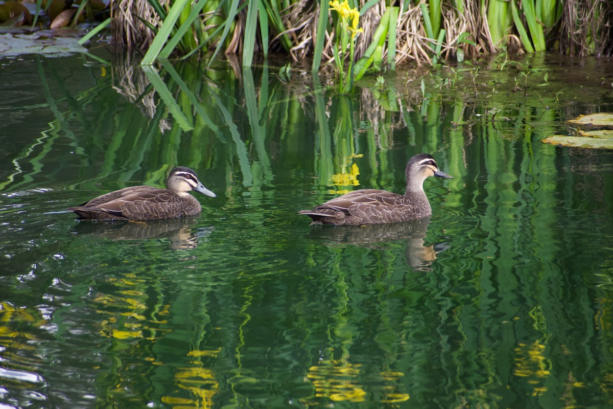 Pacific Black Duck - Lance Rathbone