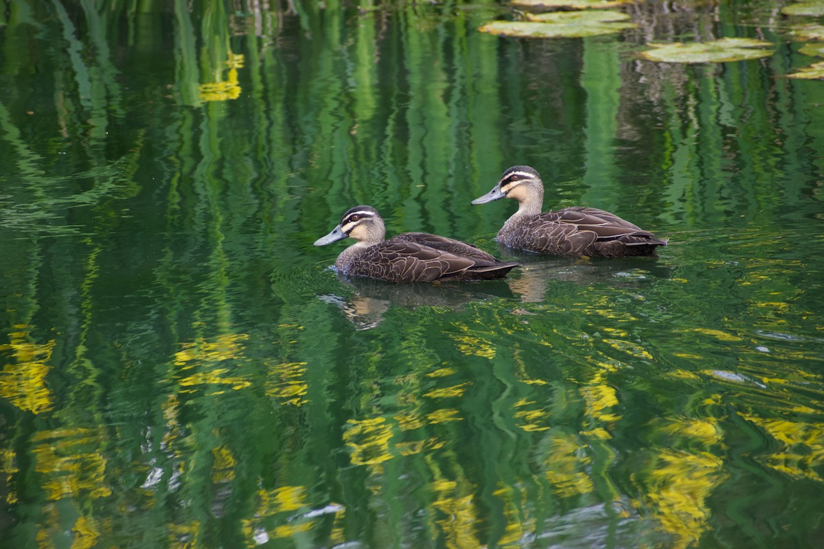 Canard à sourcils - ML610419282