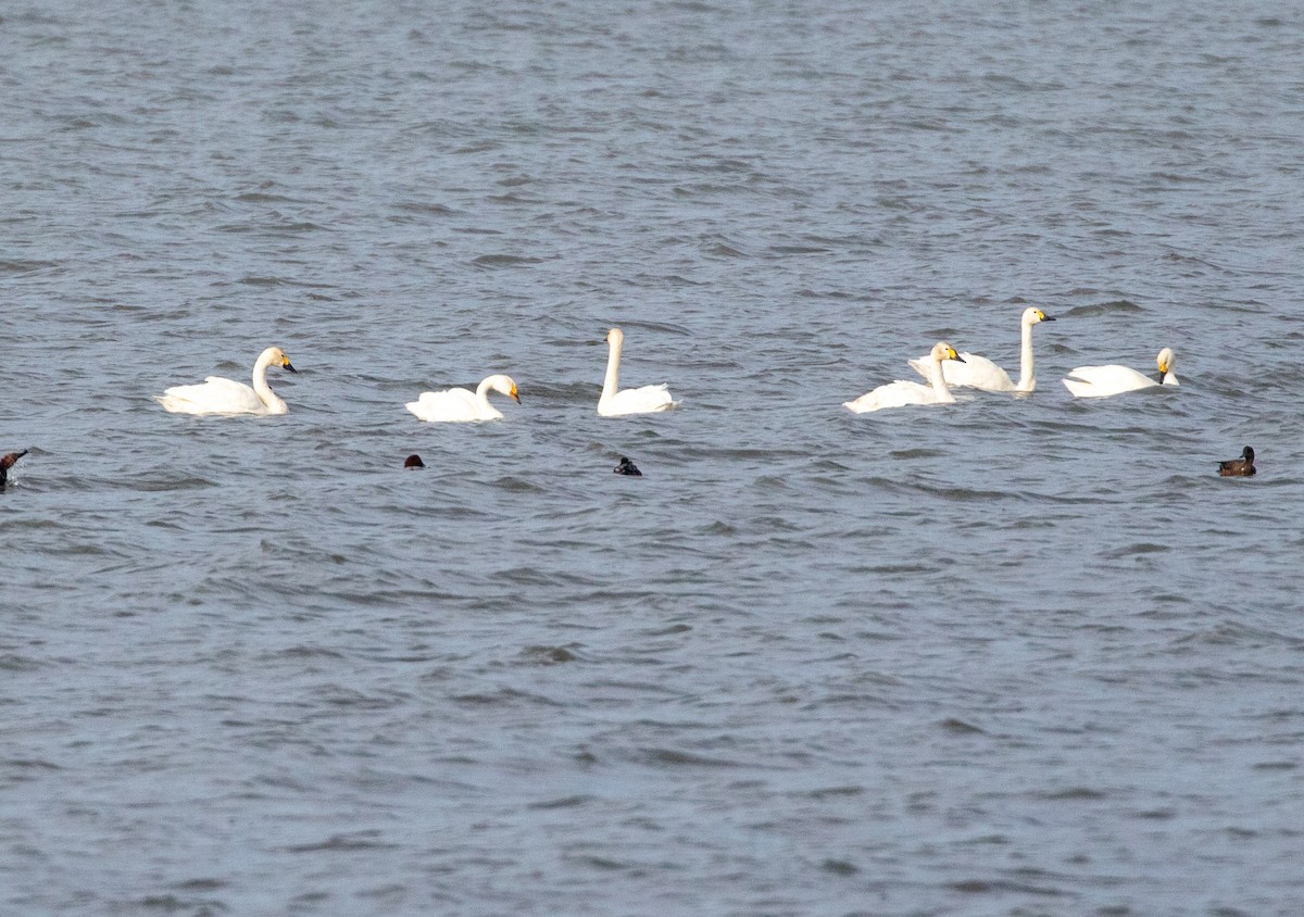 Tundra Swan - ML610419351