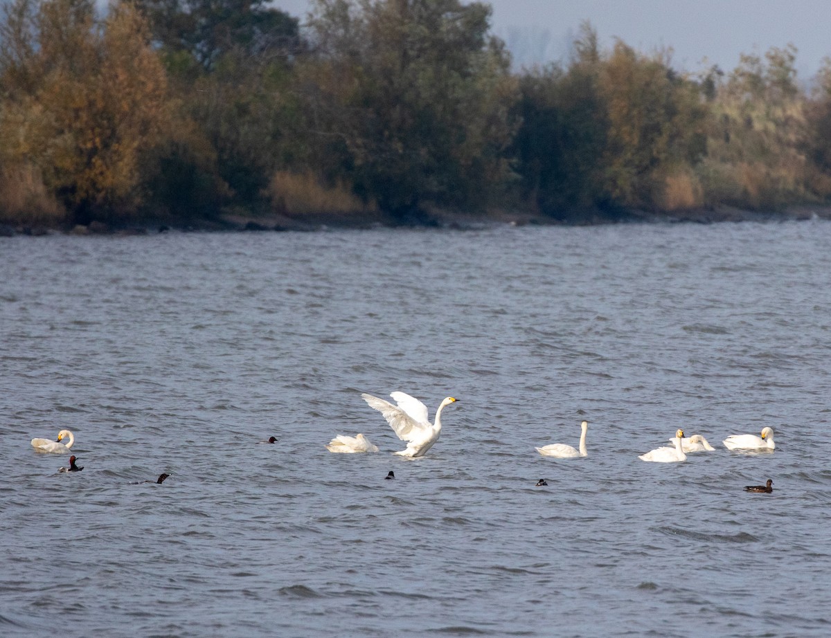 Tundra Swan - ML610419353