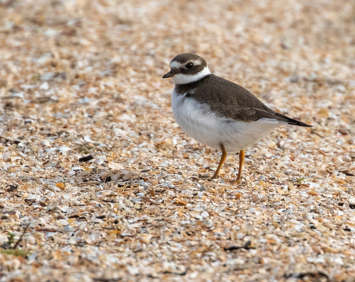 Common Ringed Plover - ML610419359