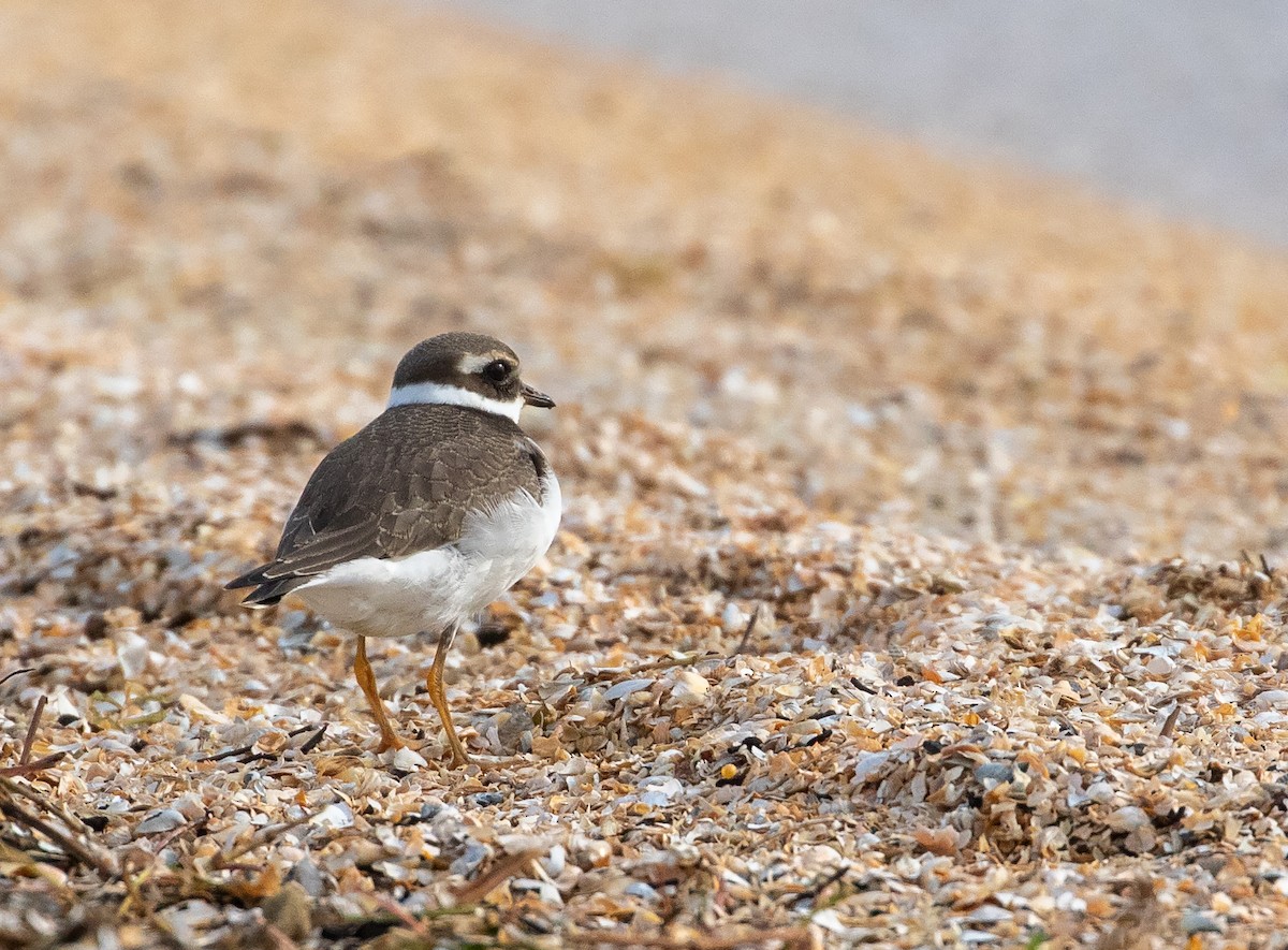 Common Ringed Plover - ML610419361