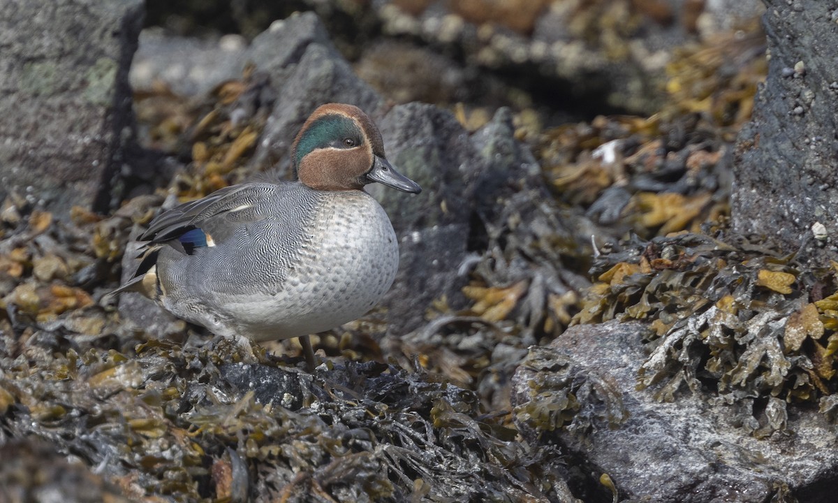 Green-winged Teal (Eurasian) - Zak Pohlen