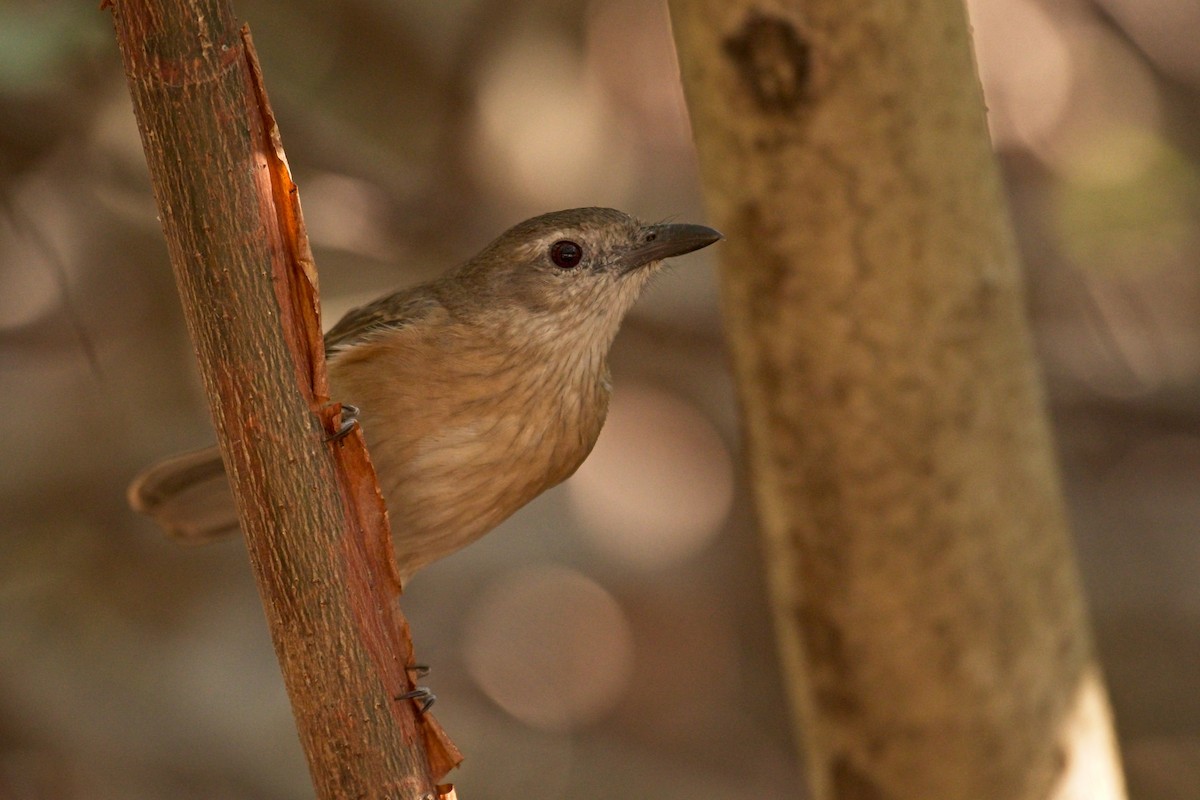 Little Shrikethrush (Arafura) - Paul McDonald