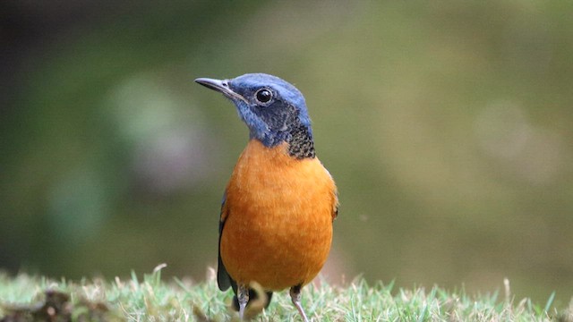 Blue-capped Rock-Thrush - ML610419403