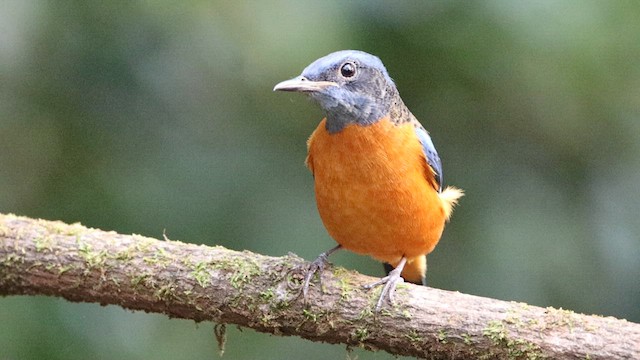 Blue-capped Rock-Thrush - ML610419404