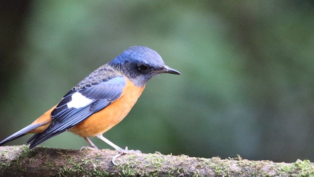 Blue-capped Rock-Thrush - ML610419405