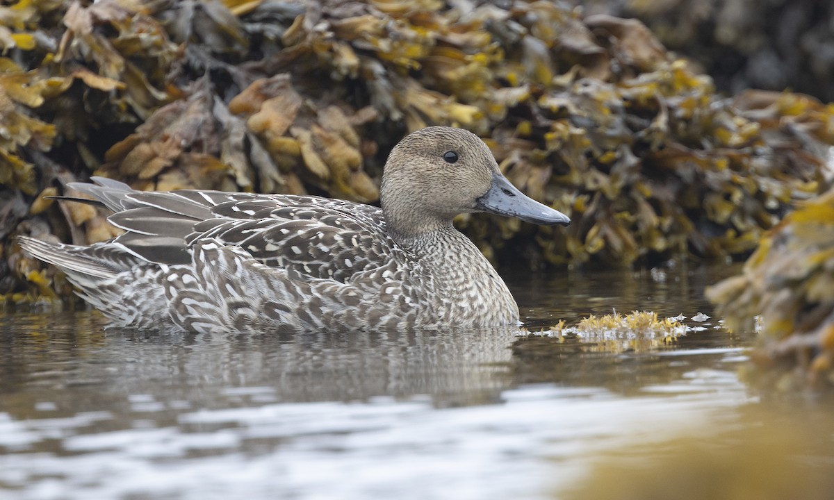 Northern Pintail - ML610419410