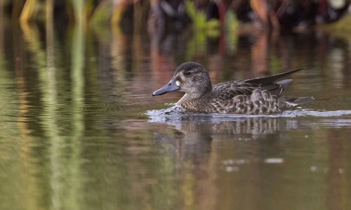 Baikal Teal - ML610419428