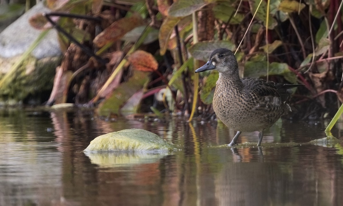 Baikal Teal - Zak Pohlen