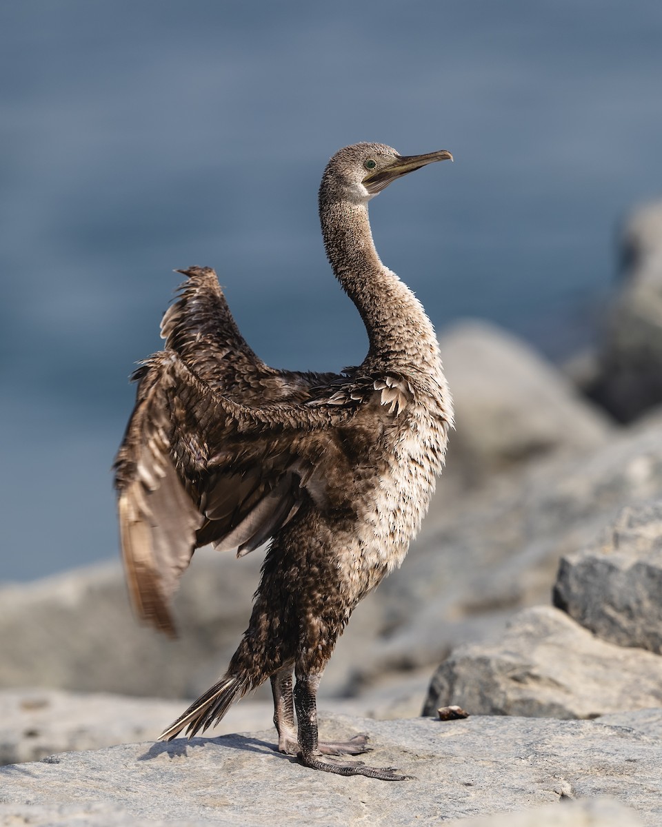 Socotra Cormorant - ML610419509