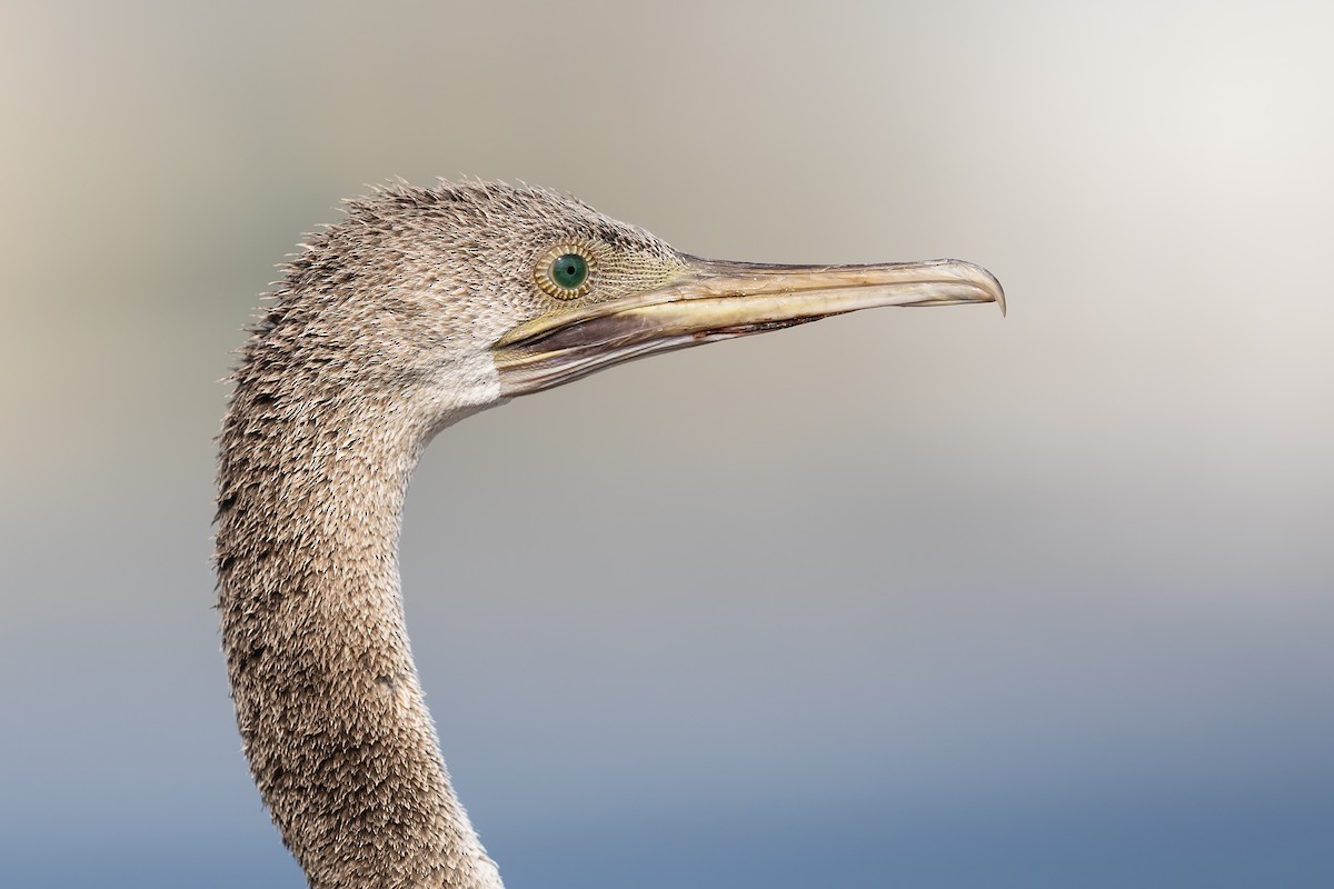 Socotra Cormorant - ML610419513