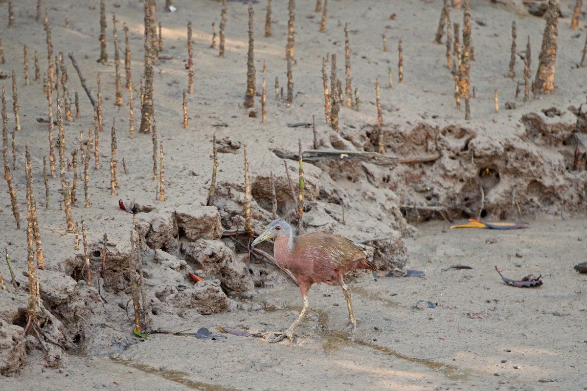 Chestnut Rail - ML610419524