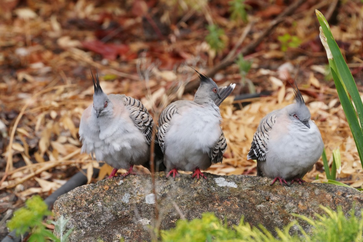 Crested Pigeon - ML610419531