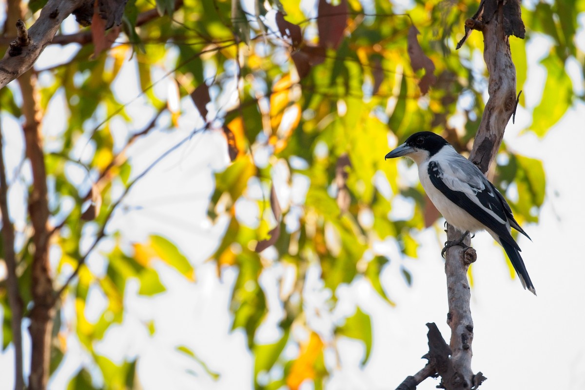 Silver-backed Butcherbird - ML610419537