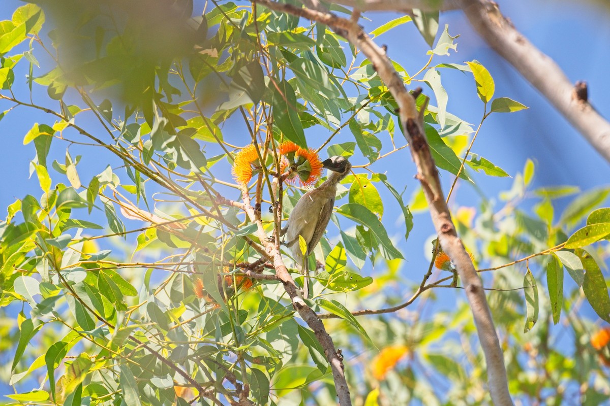 Silver-crowned Friarbird - Paul McDonald