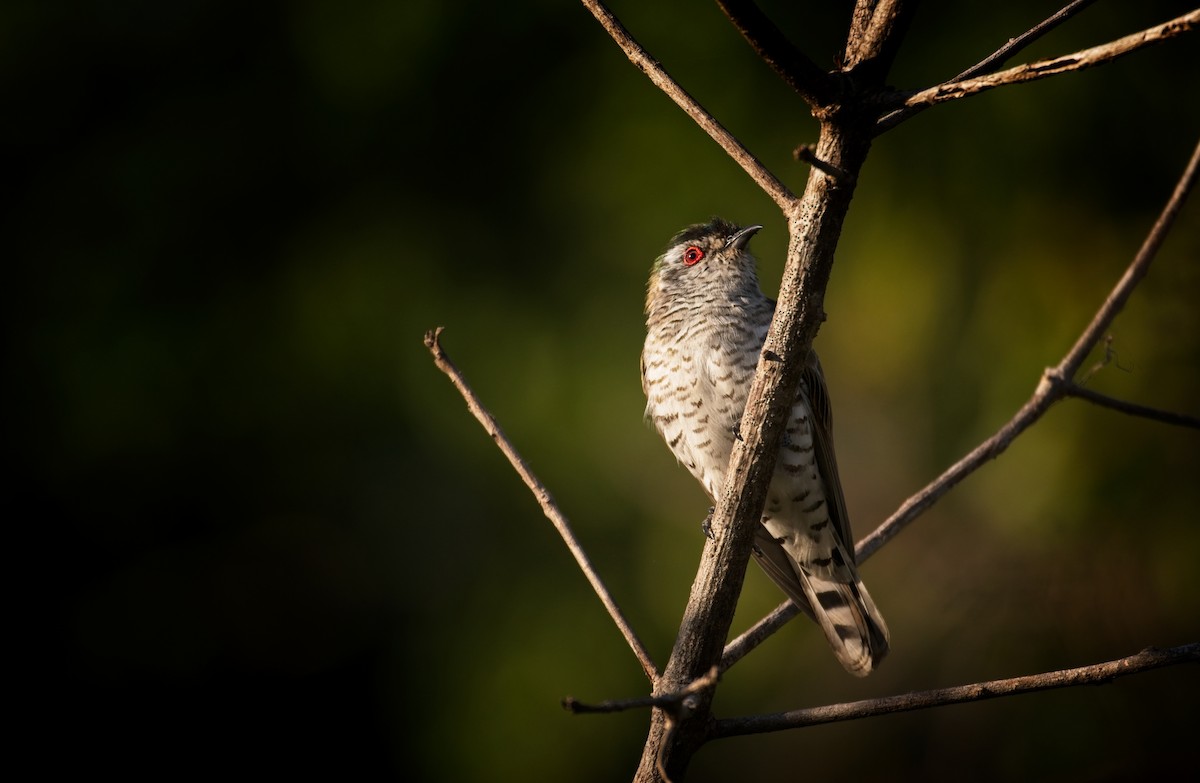 Little Bronze-Cuckoo - ML610419548