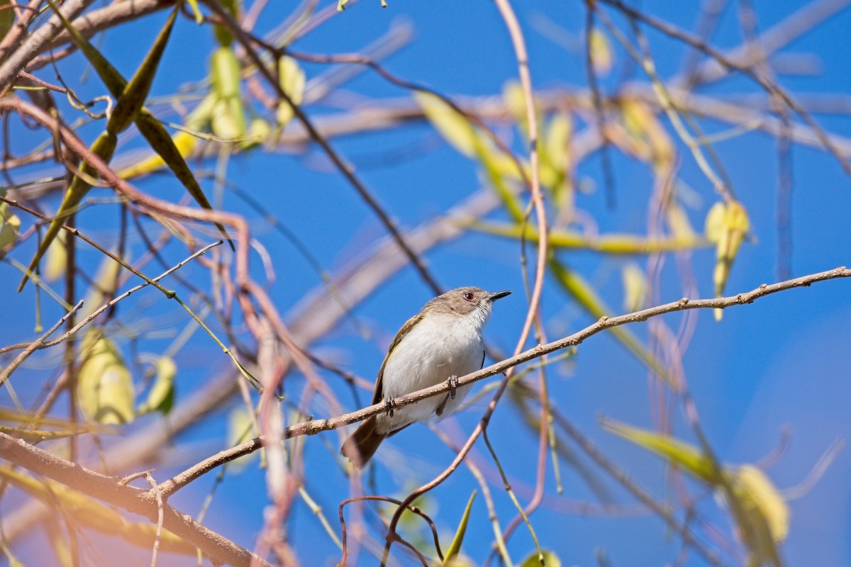 Green-backed Gerygone - Paul McDonald