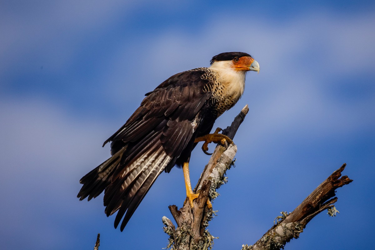 Crested Caracara (Northern) - Ardell Winters