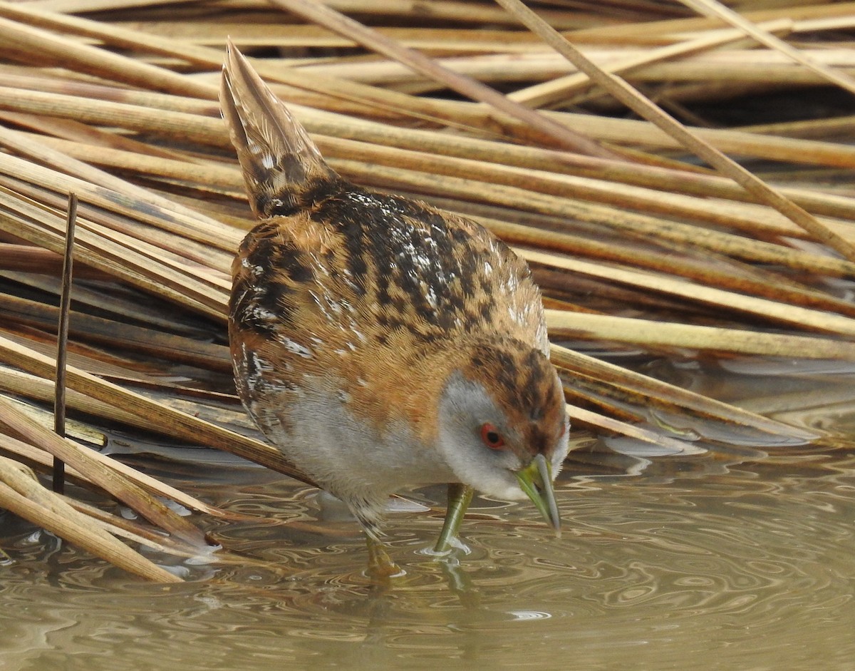 Marouette de Baillon (groupe palustris) - ML610419828